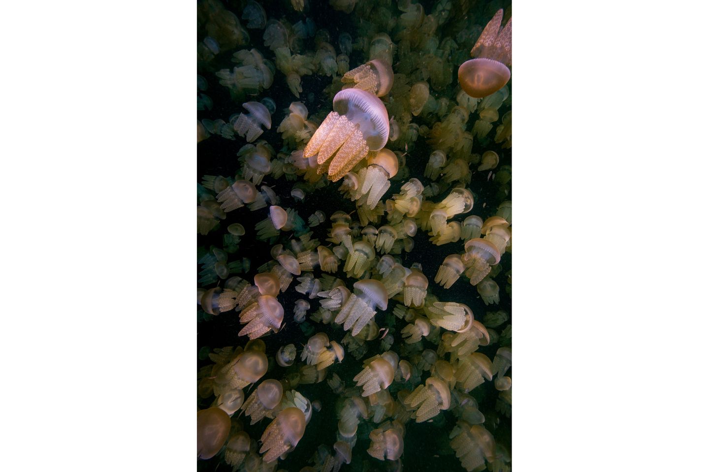 In der Nähe von Sydney, Australien, gelang Rowan Dear aus Wales ein Foto mit großer Tiefenwirkung: Quallen der Art Catostylus mosaicus, zusammengetrieben von Wind und Strömungen