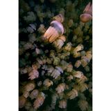 In der Nähe von Sydney, Australien, gelang Rowan Dear aus Wales ein Foto mit großer Tiefenwirkung: Quallen der Art Catostylus mosaicus, zusammengetrieben von Wind und Strömungen