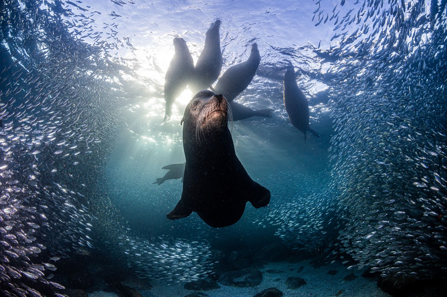 Los Islotes, La Paz, Mexiko: Ein Kalifornischer Seelöwe (Zalophus californianus) scheint vor sechs Artgenossinnen und der Kamera des Fotografen Simon Biddie (Vereinigtes Königreich) zu posieren: Während der Paarungszeit werden die Männchen territorial und beschützen ihren Harem von bis zu 30 Weibchen