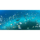 Unterwasserbild mit mehreren Tieren