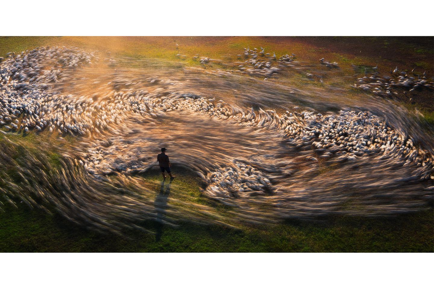 2. Platz "Offener Wettbewerb": "Vortex of Ducks" von Cao Ky Nhan Langzeitbelichtung einer sich in Bewegung befindender Schafherde mit Hirte