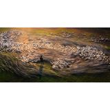 Langzeitbelichtung einer sich in Bewegung befindender Schafherde mit Hirte