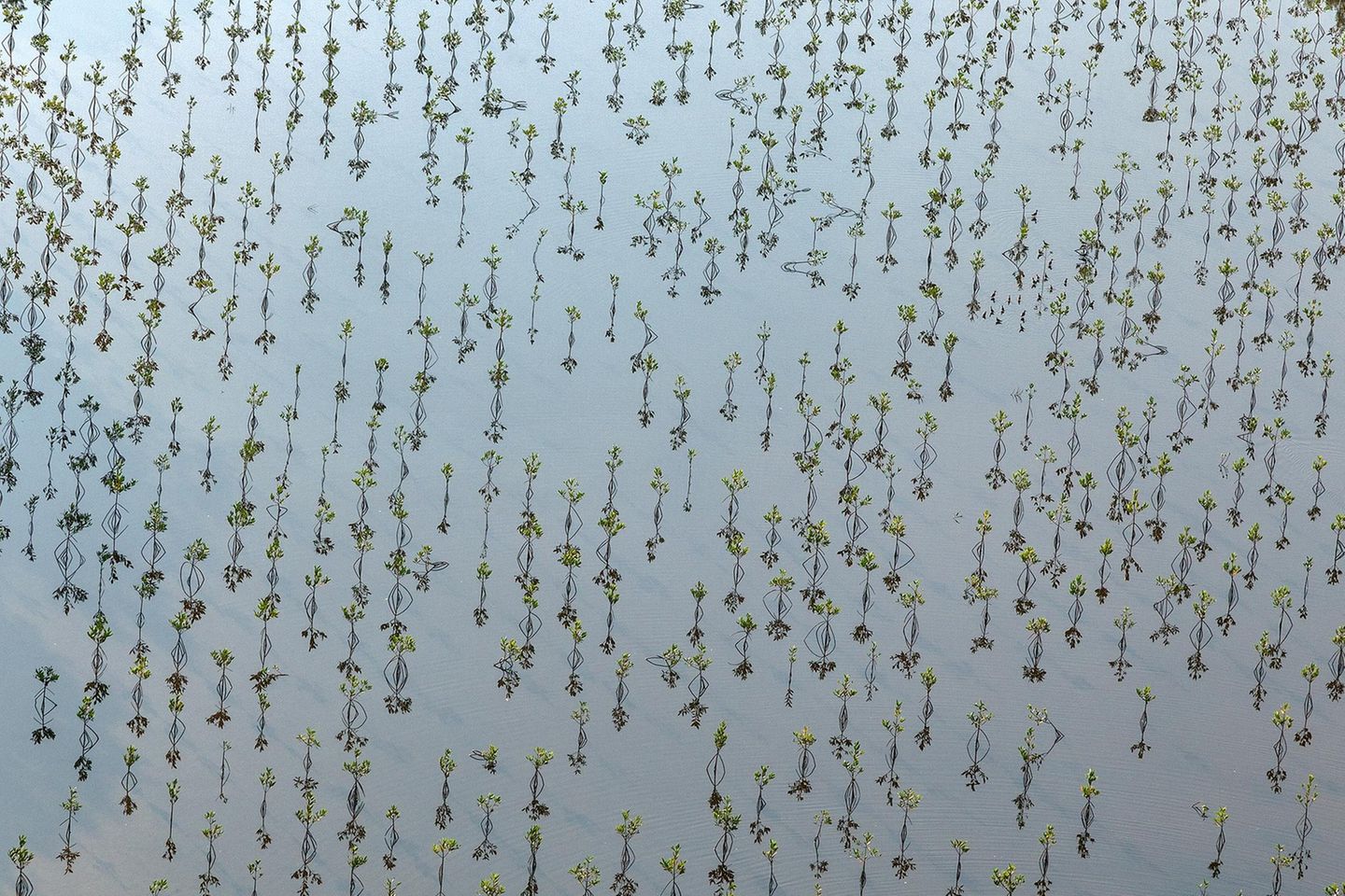 Symmetrische Bepflanzung im Wasser