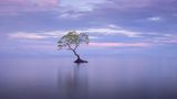 Ansicht auf einen Baum, der sich aus dem Wasser erhebt