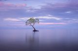 Ansicht auf einen Baum, der sich aus dem Wasser erhebt