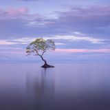 Ansicht auf einen Baum, der sich aus dem Wasser erhebt