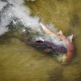 Luftbild auf zwei interagierende Haie