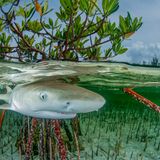 Unterwasserbild eines Haies