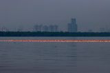 Flamingo Schwarm im Wasser