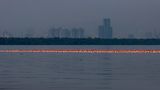 Flamingo Schwarm im Wasser