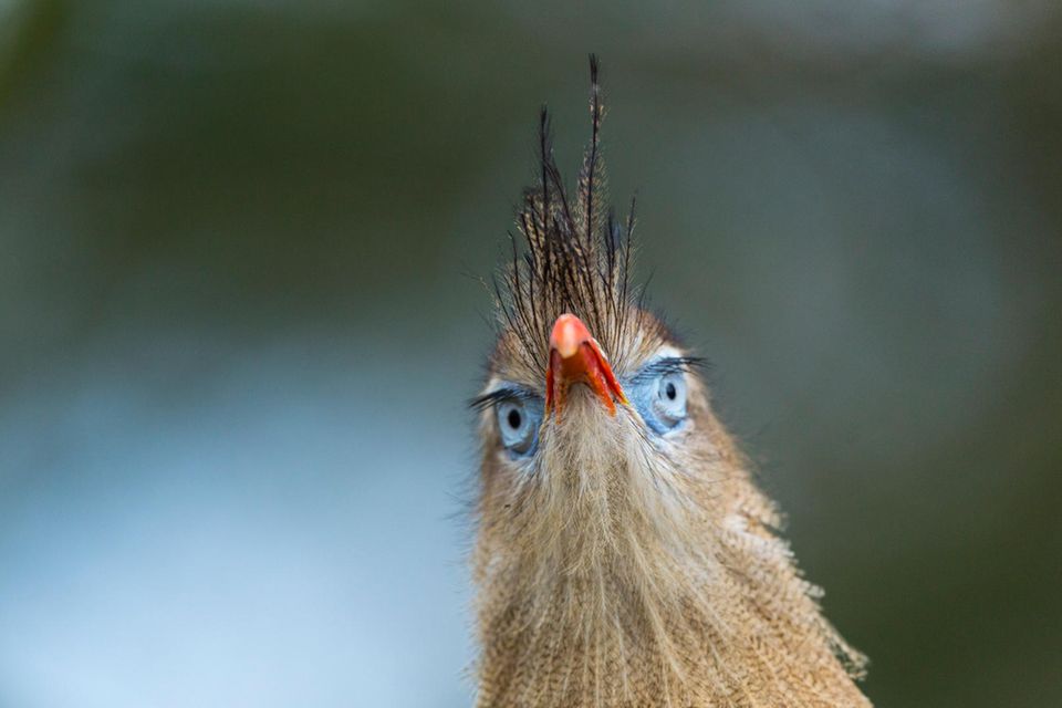 Die südamerikanische Rotfußseriema hat helle Augen, die mit schwarzen Wimpern versehen und von blauer Haut umgeben sind  1.8945