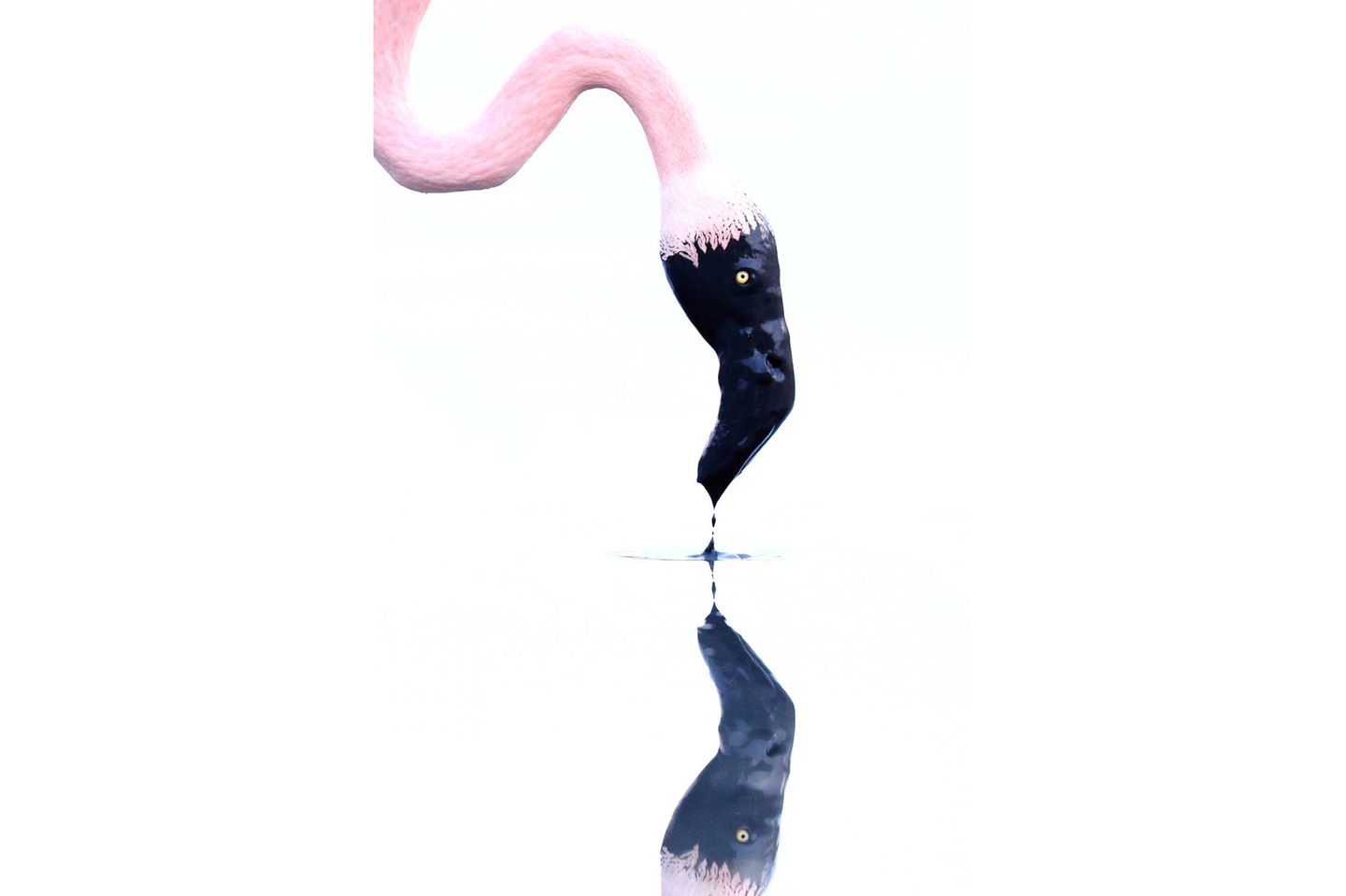 Voegel - Lobende Erwähnung          Jonathan Lhoir – Belgien      Feder und Tintenfass      Ich habe das Glück, nicht weit von der Camargue entfernt zu wohnen, die ein idealer Ort ist, um Rosaflamingos (Phoenicopterus roseus) zu fotografieren. Dieses Bild zeigt einen von ihnen bei der Nahrungssuche in einem schlammigen Teich. Ich machte das Bild am Ende des Tages bei leichter Bewölkung und wendete die Belichtungskompensation an, um einen High-Key-Effekt zu erzielen. Das Ergebnis erinnerte mich an einen mit Tinte beschmierten Pinsel.      Canon R5, 4.0/600mm, ISO 2500