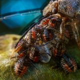 Gesamtsieger          Javier Aznar González de Rueda – Spanien      Behütet      Im größten Nationalpark Ecuadors, dem Yasuní Nationalpark, konnte ich das Brutpflegeverhalten einer Wanze der Art Antiteuchus tripterus über zwei Wochen lang verfolgen. Das Gelege befand sich auf einem Ast, und das Weibchen beschützte es vor Feinden, wie man es auch von anderen Wanzenarten kennt. Zu meiner Überraschung stellte ich im Laufe der Zeit fest, dass diese Mutter nicht nur die Eier behütete, sondern auch die geschlüpften Jungen, zumindest, bis sie sich zum ersten Mal gehäutet hatten. Die mütterliche Fürsorge dient dazu, die Überlebenschancen des Nachwuchses zu erhöhen, da es in den Regenwäldern Ecuadors nicht nur zahlreiche Fressfeinde gibt, sondern auch Parasitoide, wie etwa Schlupfwespen. Es ist ein hoch komplexes Ökosystem, in dem unzählige Organismen miteinander verbunden sind.      Sony ILCE-7RM4, Laowa 2.8/25mm, Blitz mit Diffusor, ISO 320