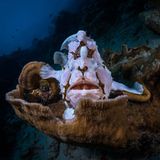 Unterwasserwelt - Lobende Erwähnung      Gabriel Barathieu – Frankreich      Angler auf dem Thron      Dieser Riesen-Anglerfisch (Antennarius commerson) hat sich auf einer Koralle positioniert, als wäre sie sein Thron. Anglerfische sind Lauerjäger. Gut getarnt warten sie, bis sich ein Fisch nähert und bewegen dann einen Flossenfortsatz, der an ein kleines Beutetier erinnert. Nähert sich ein neugieriger Fisch, verschwindet er im riesigen Schlund des Anglerfisches. Das Exemplar auf diesem Foto wirkt eher auffällig als gut getarnt. Aber vielleicht gilt das nicht für die kleinen Fische, die seine Lieblingsbeute darstellen.      Canon EOS R5, 2.8/15mm Fisheye, ISO 100, Seacam UW-Gehäuse, Seacam UW-Blitz