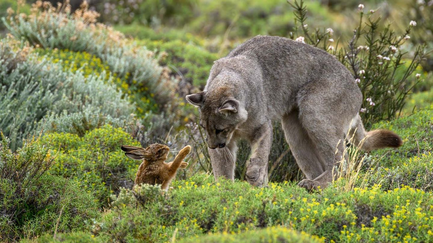 Im Torre Del Paine Nationalpark, Chile gelang Fotograf Bernd Nill diese Aufnahme von einem weiblichen Puma bei der Jagd. Nill beschreibt, wie das Pumaweibchen den Hasen in Richtung ihrer hungrigen Jungen getrieben habe. Bis zu dieser Szene