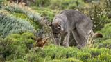 Im Torre Del Paine Nationalpark, Chile gelang Fotograf Bernd Nill diese Aufnahme von einem weiblichen Puma bei der Jagd. Nill beschreibt, wie das Pumaweibchen den Hasen in Richtung ihrer hungrigen Jungen getrieben habe. Bis zu dieser Szene