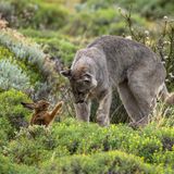 Im Torre Del Paine Nationalpark, Chile gelang Fotograf Bernd Nill diese Aufnahme von einem weiblichen Puma bei der Jagd. Nill beschreibt, wie das Pumaweibchen den Hasen in Richtung ihrer hungrigen Jungen getrieben habe. Bis zu dieser Szene