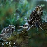 Vögel - Lobende Erwähnung      Andrés Miguel Domínguez – Spanien      Kannibalismus      Seit einigen Jahren beobachte ich dieses Steinkauzpaar (Athene noctua) in der Nähe von Cádiz (Spanien). Eines Tages sah ich, wie das Weibchen mit etwas sehr Großem in den Fängen anflog. Zunächst dachte ich, es sei eine Ratte, aber als sich der Vogel näherte, erkannte ich, dass es eine junge Eule war. Es handelte sich um einen Jungvogel eines anderen Steinkauzpaares, das etwa 250 Meter entfernt nistete. Nachdem die Mutter gelandet war, begann sie, ihre Beute zu rupfen, um eines ihrer Jungen zu füttern – so etwas hatte ich noch nie zuvor beobachtet.      Canon EOS 7D Mark II, 4.0/500mm, 1.4x Konverter III, ISO 1250