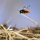 Die Zweifarbige Schneckenhausbiene (Osmia bicolor) baut ihre Nester – daher der Name – in leeren Schneckenhäusern. Die auserwählte Kinderstube wird mit Pollen und Nektar versorgt und ein Ei hineingelegt. Das Haus wird dann verschlossen und mit Pflanzenteilen getarnt
