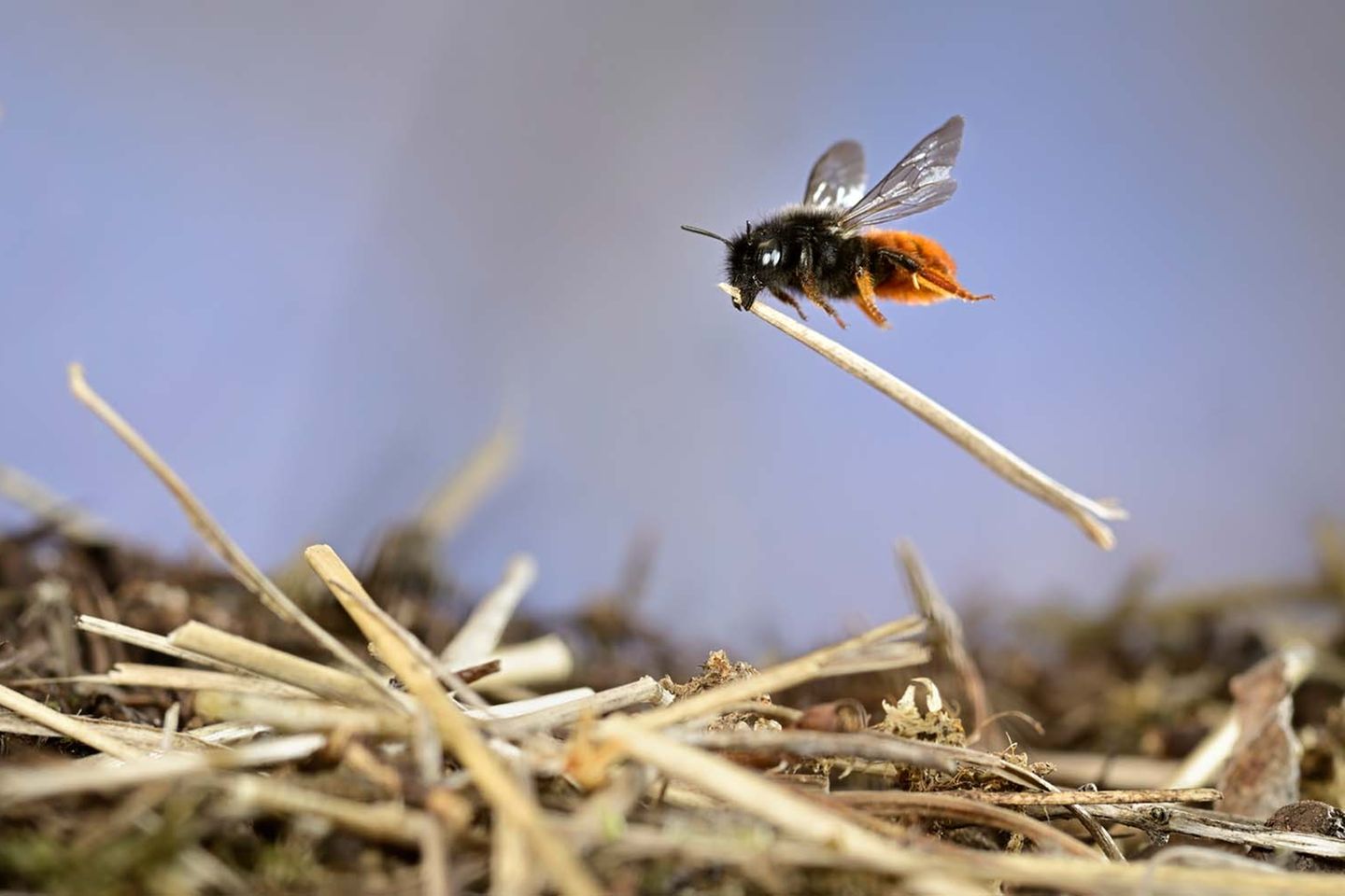 Die Zweifarbige Schneckenhausbiene (Osmia bicolor) baut ihre Nester – daher der Name – in leeren Schneckenhäusern. Die auserwählte Kinderstube wird mit Pollen und Nektar versorgt und ein Ei hineingelegt. Das Haus wird dann verschlossen und mit Pflanzenteilen getarnt