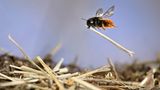 Die Zweifarbige Schneckenhausbiene (Osmia bicolor) baut ihre Nester – daher der Name – in leeren Schneckenhäusern. Die auserwählte Kinderstube wird mit Pollen und Nektar versorgt und ein Ei hineingelegt. Das Haus wird dann verschlossen und mit Pflanzenteilen getarnt