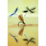 Die Prachtlibelle (Calopteryx virgo) wählt als Lebensraum ausschließlich saubere, fließende Gewässer. Während das Weibchen seine Eier ablegt, wird es vom Männchen bewacht, das Geschlechtsgenossen verjagt