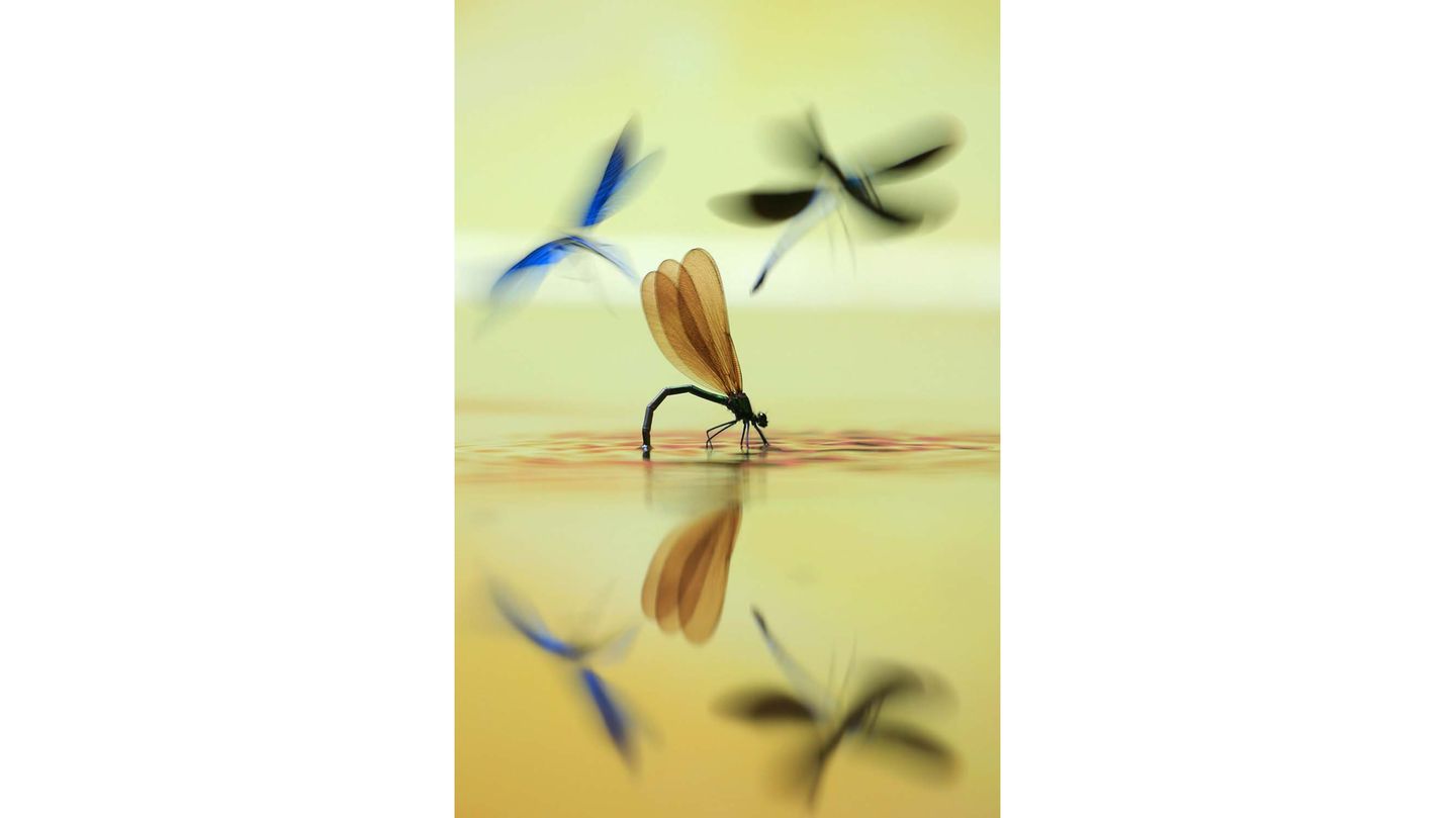 Die Prachtlibelle (Calopteryx virgo) wählt als Lebensraum ausschließlich saubere, fließende Gewässer. Während das Weibchen seine Eier ablegt, wird es vom Männchen bewacht, das Geschlechtsgenossen verjagt