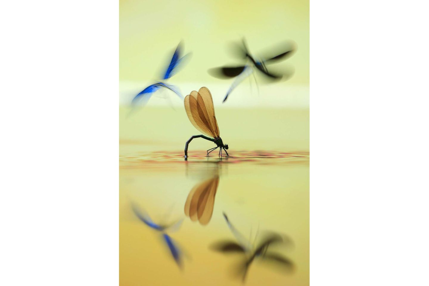 Die Prachtlibelle (Calopteryx virgo) wählt als Lebensraum ausschließlich saubere, fließende Gewässer. Während das Weibchen seine Eier ablegt, wird es vom Männchen bewacht, das Geschlechtsgenossen verjagt