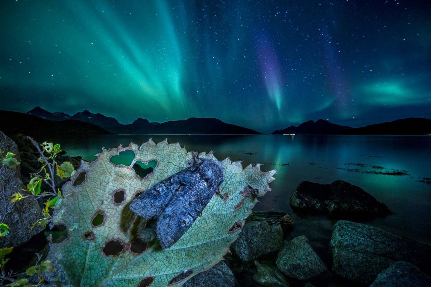 Eine Bärenklau-Rauhaareule (Dasypolia templi) ruht auf einer Zitterpappel, während am Himmel über Norwegens Nordküste das Polarlicht tanzt