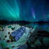 Eine Bärenklau-Rauhaareule (Dasypolia templi) ruht auf einer Zitterpappel, während am Himmel über Norwegens Nordküste das Polarlicht tanzt