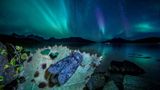 Eine Bärenklau-Rauhaareule (Dasypolia templi) ruht auf einer Zitterpappel, während am Himmel über Norwegens Nordküste das Polarlicht tanzt