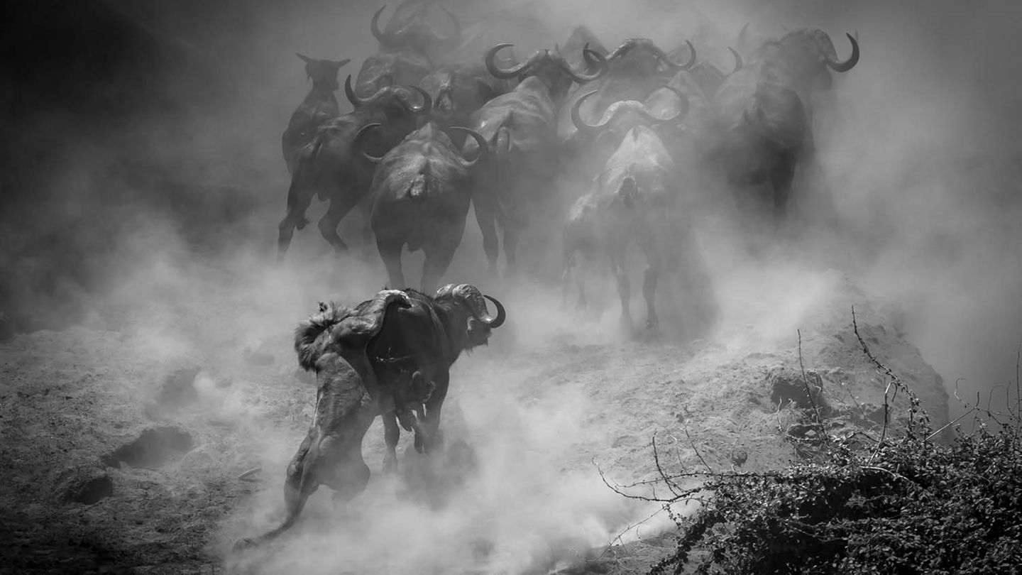 Mana Pools Nationalpark, Simbabwe: Es gibt für die Tiere im Park nur noch wenige Möglichkeiten, an Wasser zu gelangen. Und auf die Büffel, die die seltenen Quellen aufsuchen, warten hungrige Löwen