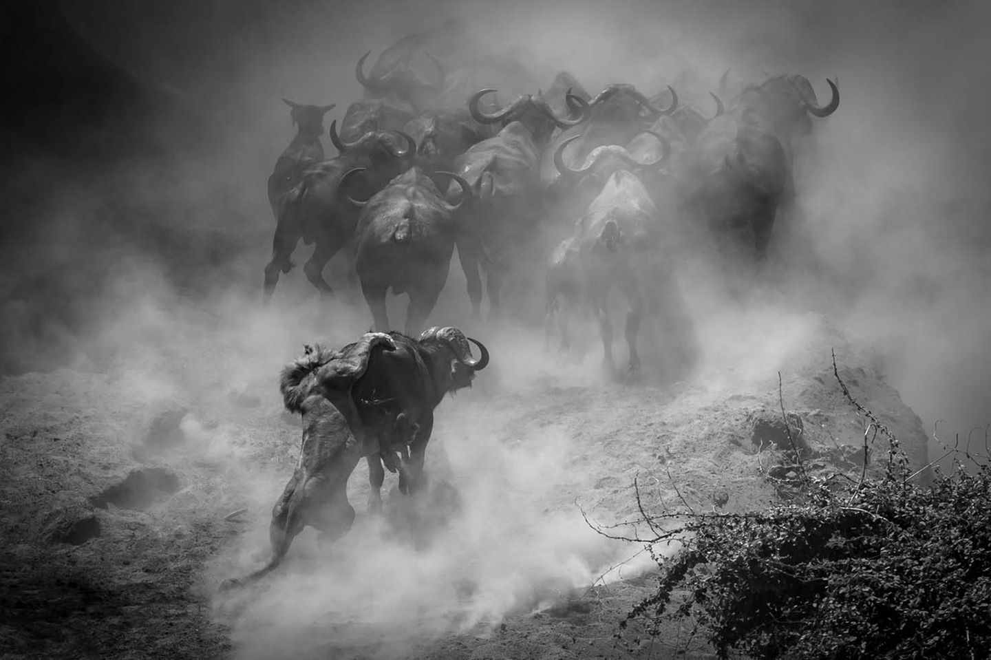 Mana Pools Nationalpark, Simbabwe: Es gibt für die Tiere im Park nur noch wenige Möglichkeiten, an Wasser zu gelangen. Und auf die Büffel, die die seltenen Quellen aufsuchen, warten hungrige Löwen