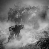 Mana Pools Nationalpark, Simbabwe: Es gibt für die Tiere im Park nur noch wenige Möglichkeiten, an Wasser zu gelangen. Und auf die Büffel, die die seltenen Quellen aufsuchen, warten hungrige Löwen