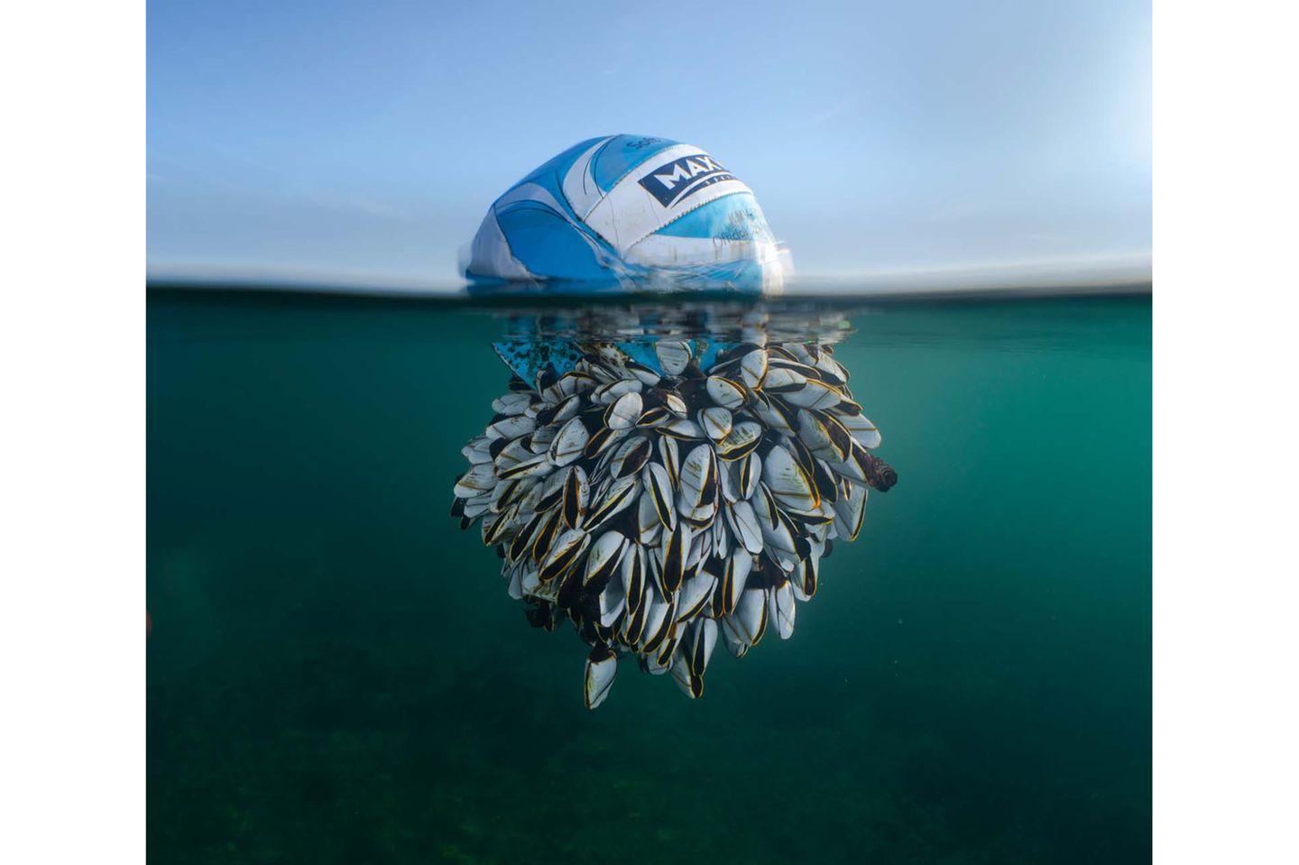 Auf diesem Fußball, der wohl lange Zeit im Meer getrieben ist, hat sich eine große Kolonie von Entenmuscheln angesiedelt. Ursprünglich muss er in wärmeren Gewässern unterwegs gewesen sein, wo verschiedene Entenmuschel-Arten leben, bevor er von einem Wintersturm an die Küste Großbritanniens geschwemmt wurde