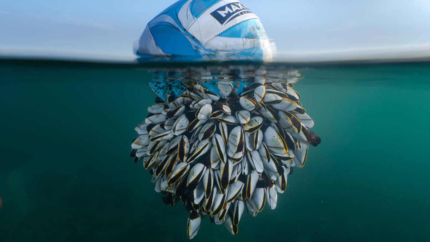 Fußball mit Entenmuscheln Auf diesem Fußball, der wohl lange Zeit im Meer getrieben ist, hat sich eine große Kolonie von Entenmuscheln angesiedelt. Ursprünglich muss er in wärmeren Gewässern unterwegs gewesen sein, wo verschiedene Entenmuschel-Arten leben, bevor er von einem Wintersturm an die Küste Großbritanniens geschwemmt wurde