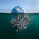 Auf diesem Fußball, der wohl lange Zeit im Meer getrieben ist, hat sich eine große Kolonie von Entenmuscheln angesiedelt. Ursprünglich muss er in wärmeren Gewässern unterwegs gewesen sein, wo verschiedene Entenmuschel-Arten leben, bevor er von einem Wintersturm an die Küste Großbritanniens geschwemmt wurde