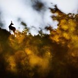 Apenninen, Italien: Eine Gämse (Rupicapra rupicapra) blickt von ihrem Aussichtspunkt aufmerksam auf die Berglandschaft, die die untergehende Sonne in goldene Farben taucht