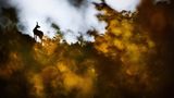 Apenninen, Italien: Eine Gämse (Rupicapra rupicapra) blickt von ihrem Aussichtspunkt aufmerksam auf die Berglandschaft, die die untergehende Sonne in goldene Farben taucht