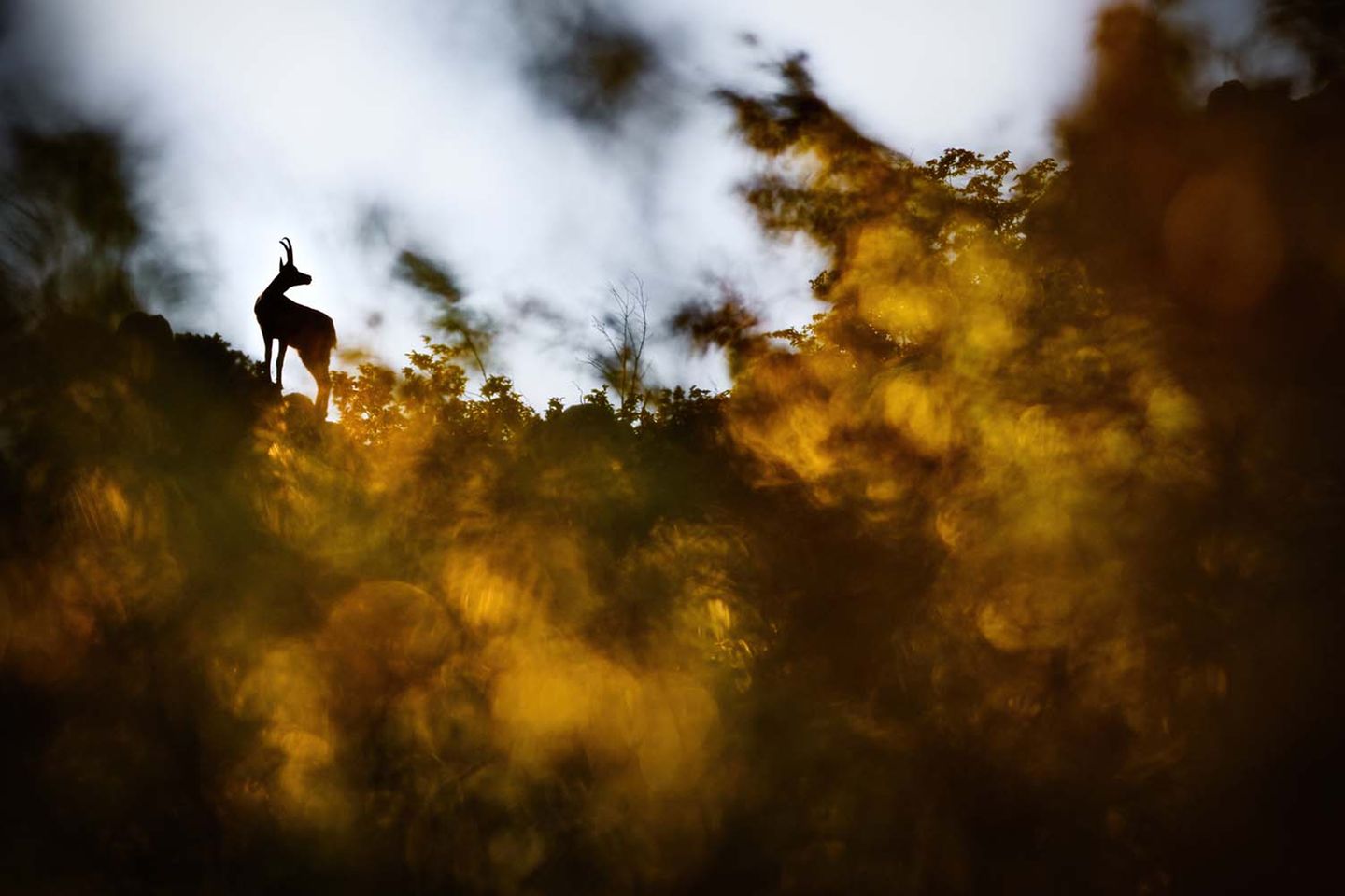 Apenninen, Italien: Eine Gämse (Rupicapra rupicapra) blickt von ihrem Aussichtspunkt aufmerksam auf die Berglandschaft, die die untergehende Sonne in goldene Farben taucht