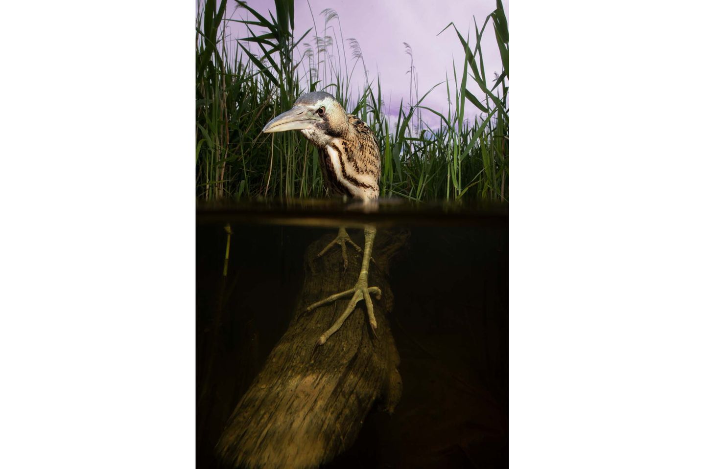 Die Rohrdommel (Botaurus stellaris) ist zurück in Lincolnshire, Großbritannien. Eine extrem scheue Vogelart, deren Ruf zwar kilometerweit zu hören, die aber sehr schwer zu fotografieren ist