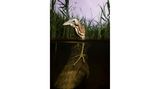 Die Rohrdommel (Botaurus stellaris) ist zurück in Lincolnshire, Großbritannien. Eine extrem scheue Vogelart, deren Ruf zwar kilometerweit zu hören, die aber sehr schwer zu fotografieren ist