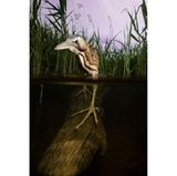 Die Rohrdommel (Botaurus stellaris) ist zurück in Lincolnshire, Großbritannien. Eine extrem scheue Vogelart, deren Ruf zwar kilometerweit zu hören, die aber sehr schwer zu fotografieren ist