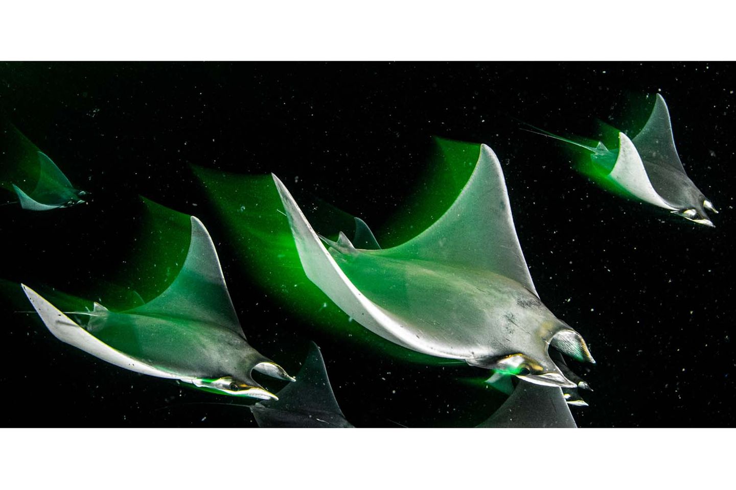 Durch eine Bucht vor der Isla Espíritu Santo (Mexiko) ziehen junge Teufelsrochen (Mobula munkiana), die sich von Plankton ernähren. Durch die lange Verschlusszeit scheinen die Rochen in diesem Bild durch die Dunkelheit zu fliegen