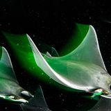 Durch eine Bucht vor der Isla Espíritu Santo (Mexiko) ziehen junge Teufelsrochen (Mobula munkiana), die sich von Plankton ernähren. Durch die lange Verschlusszeit scheinen die Rochen in diesem Bild durch die Dunkelheit zu fliegen