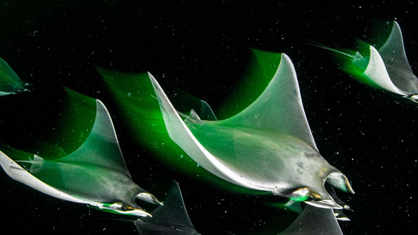 Durch eine Bucht vor der Isla Espíritu Santo (Mexiko) ziehen junge Teufelsrochen (Mobula munkiana), die sich von Plankton ernähren. Durch die lange Verschlusszeit scheinen die Rochen in diesem Bild durch die Dunkelheit zu fliegen