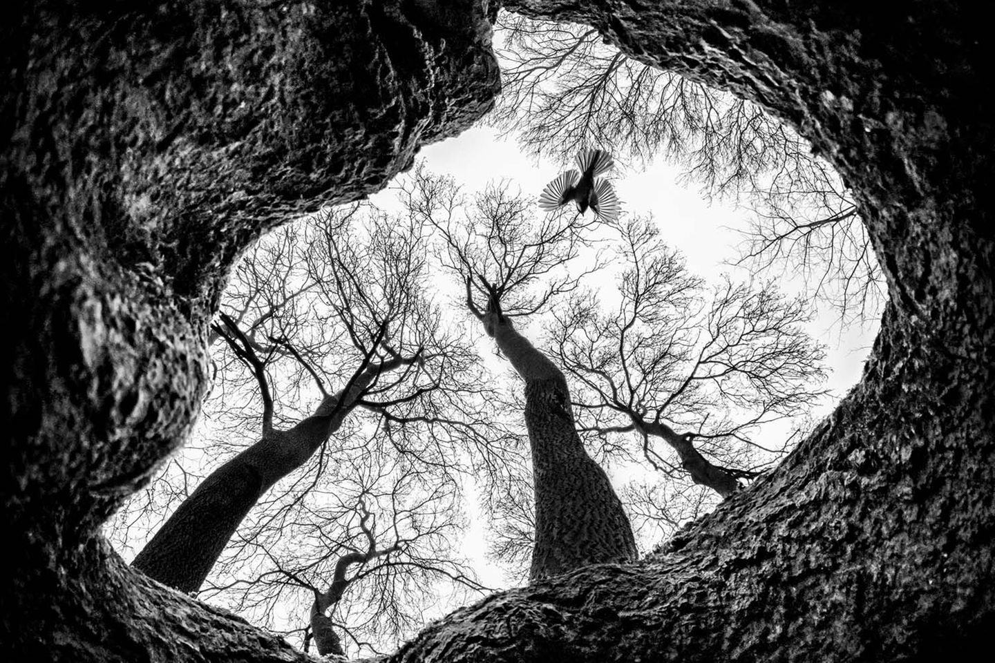 Mit einer GoPro-Kamera gelang Csaba Daróczi diese ungewöhnliche Aufnahme einer Kohlmeise: aus einer Baumhöhle heraus
