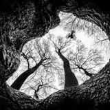 Mit einer GoPro-Kamera gelang Csaba Daróczi diese ungewöhnliche Aufnahme einer Kohlmeise: aus einer Baumhöhle heraus