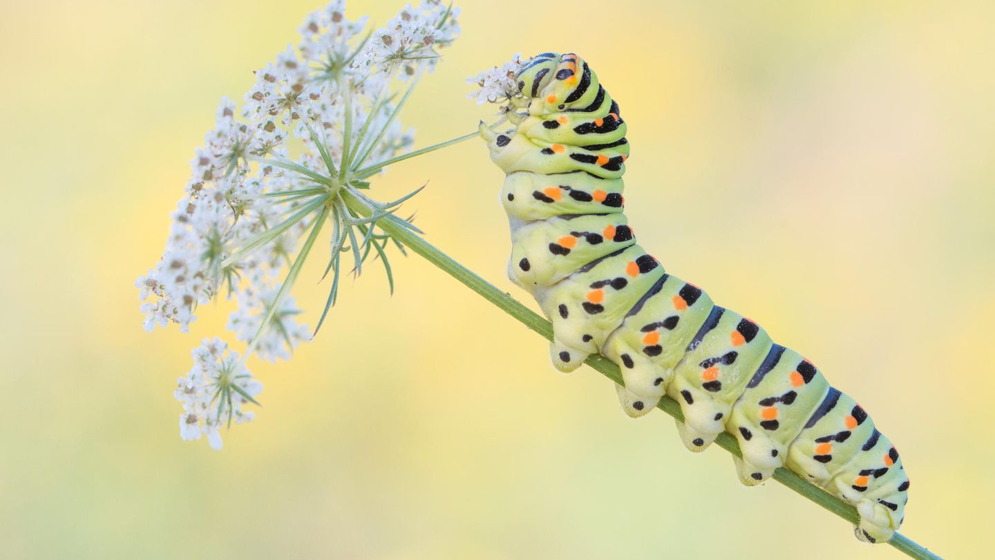 Mit ihren acht Beinpaaren ist die Raupe des Schwalbenschwanzes (Papilio machaon) perfekt an ihren fressenden Lebensstil angepasst: Mit den Thoraxbeinen ergreift sie Pflanzenteile, mit den Bauchbeinen und dem Nachschieber am Körperende sorgt sie für Halt am Stängel