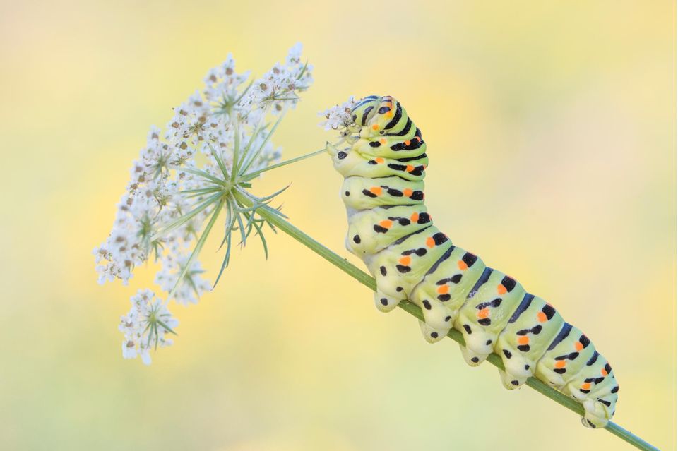 Mit ihren acht Beinpaaren ist die Raupe des Schwalbenschwanzes (Papilio machaon) perfekt an ihren fressenden Lebensstil angepasst: Mit den Thoraxbeinen ergreift sie Pflanzenteile, mit den Bauchbeinen und dem Nachschieber am Körperende sorgt sie für Halt am Stängel  1.4982